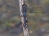 Orthetrum trinacria male-3837